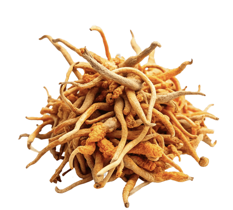 cordyceps