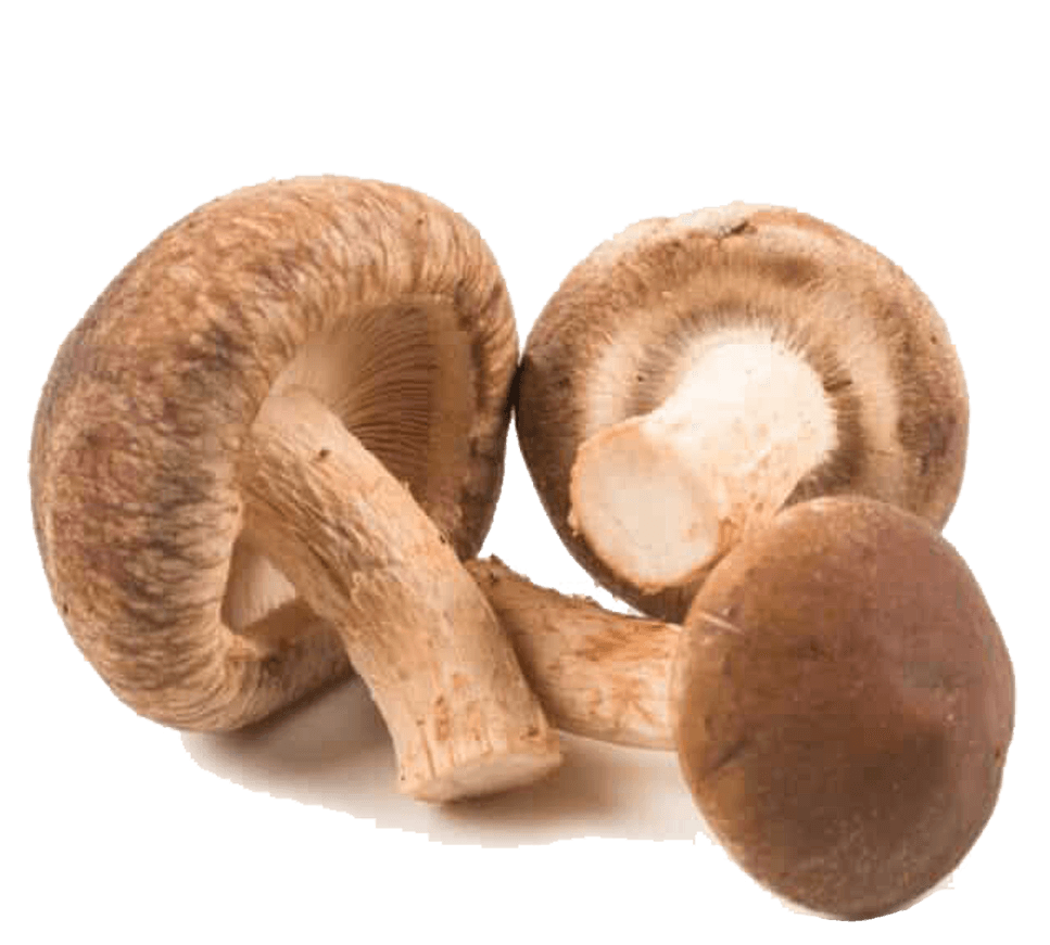 lentinula